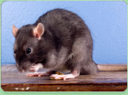 rat control Cobham